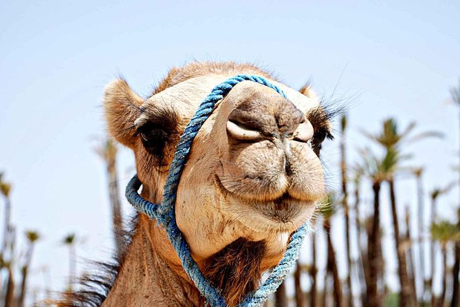 Sunset Camel Ride with tea break in the Palm Grove of Marrakech - Price and Value: Is $27.71 Worth It?