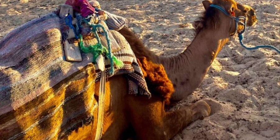 Tangier: Sunset tour with tea, camel ride & Cap Spartel - Who should book this (and who might pass)