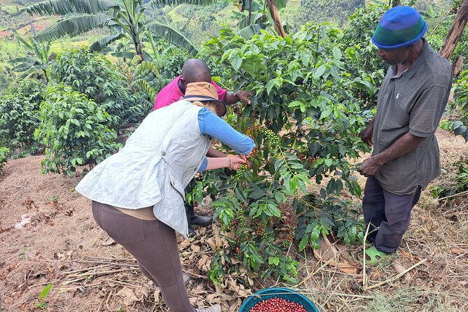 Tea and coffee tours - Lake Kivu starts the story: what the morning feels like