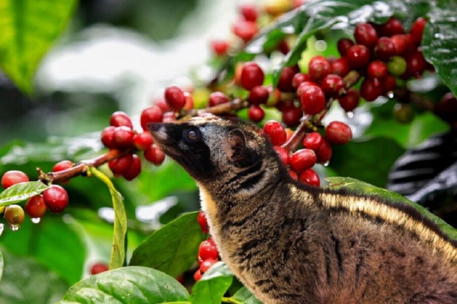 Tea & Coffee Tour - Arabica coffee plantations: from picking to instant coffee