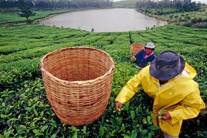 Tea Experience in the Exotic South of Mauritius Private tour. - Key highlights worth carving out time for
