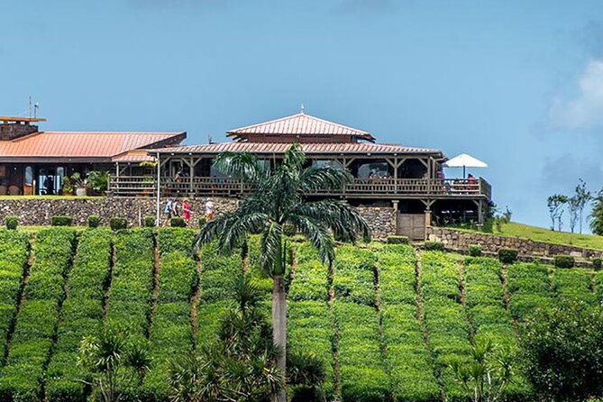 Tea Experience in the Exotic South of Mauritius Private tour. - Bois Cheri tea factory: where the tasting actually has context