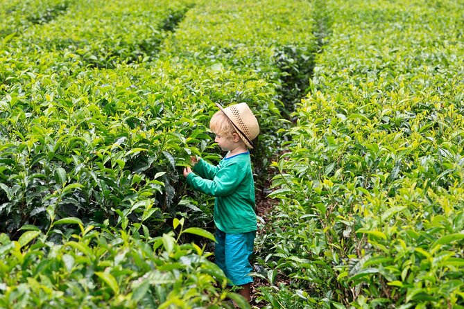 Tea Experience in the Exotic South of Mauritius Private tour. - Takamaka Boutique Winery and lychee wine: one stop with an extra cost