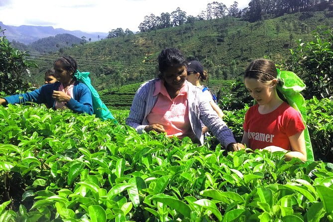 Tea Experience Tour in Haputale with Lunch at a Village house - Key things I’d focus on before you go