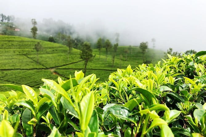 Tea Experience Tour in Haputale with Lunch at a Village house - First stop: Haputale tea factory and what you should pay attention to