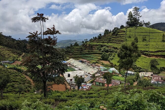 Tea Experience Tour in Haputale with Lunch at a Village house - Weather, walking, and how to prepare like a pro