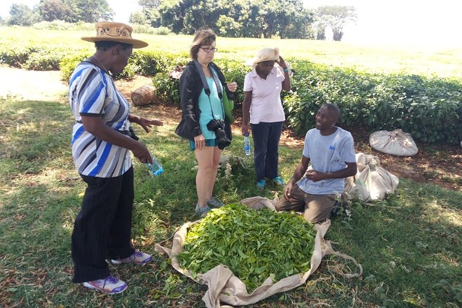 Tea Farm Experience at Riara Tea Farm And Factory Tour - Key highlights worth your attention
