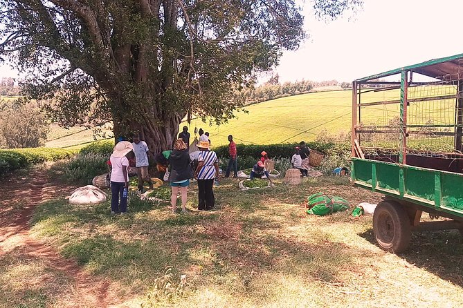 Tea Farm Experience at Riara Tea Farm And Factory Tour - Price and Value: Is $160 Really Fair Here?
