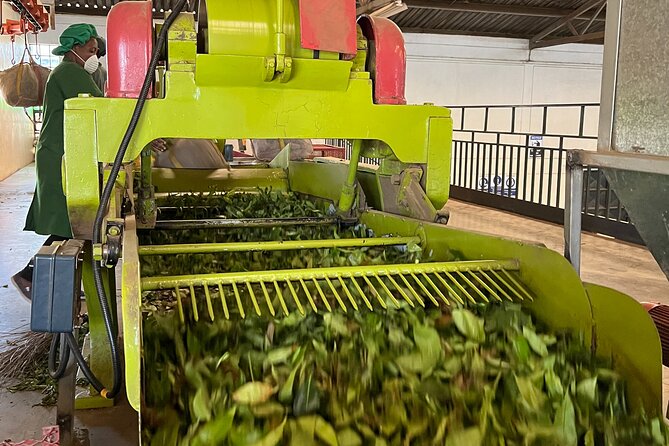Tea Farm Experience at Riara Tea Farm And Factory Tour - Practical Tips for a Smooth Tea Farm Day