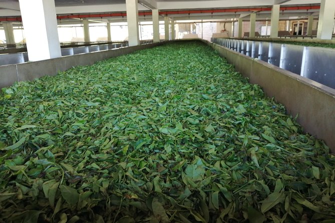 Tea Farm Experience at Riara Tea Farm And Factory Tour - Should You Book the Riara Tea Farm and Factory Tour?