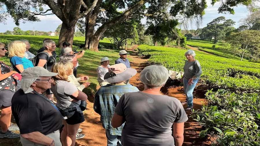 Tea Farm Tour From Nairobi (Kiambethu). - 11am Welcome with Fiona: Tea, Farm Stories, and First Views