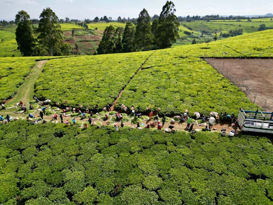 Tea Farm Tour From Nairobi (Kiambethu). - FAQ