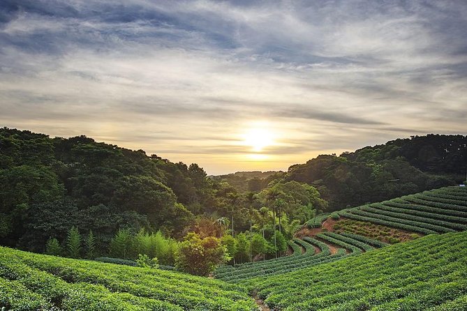 Tea of Taipei: Small-Group Tour with Taipei City Sightseeing - Key highlights to know before you go