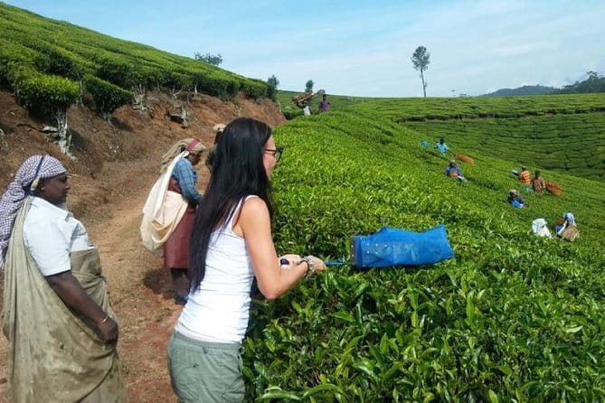 Tea planation walking In Munnar- (by Munnar Info) - Key Highlights You’ll Actually Feel On the Walk