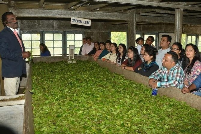 Tea planation walking In Munnar- (by Munnar Info) - Tea Plucking Training at the Plucking Field