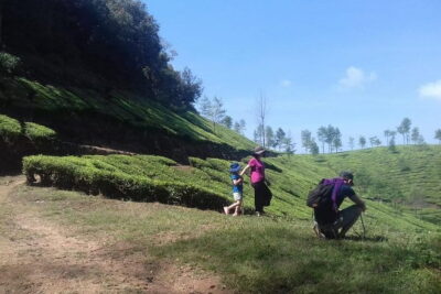 Tea planation walking In Munnar- (by Munnar Info) - Lakshmi Tea Estate Route: River, Temples, and Chokanad Tea Factory