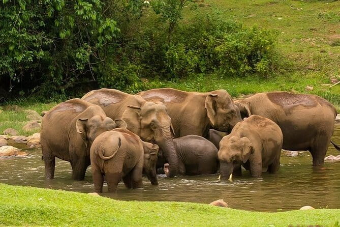 Tea planation walking In Munnar- (by Munnar Info) - What to Bring and How to Pace the 2–3 Hour Trek