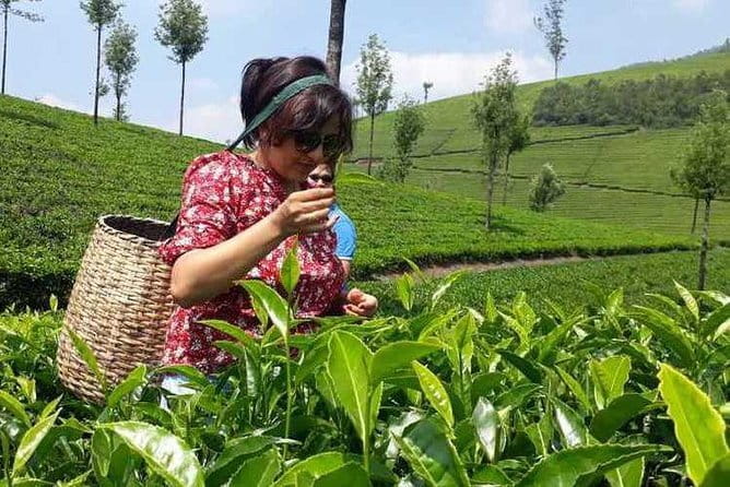 Tea planation walking In Munnar- (by Munnar Info) - Who This Tea Plantation Walk Suits Best