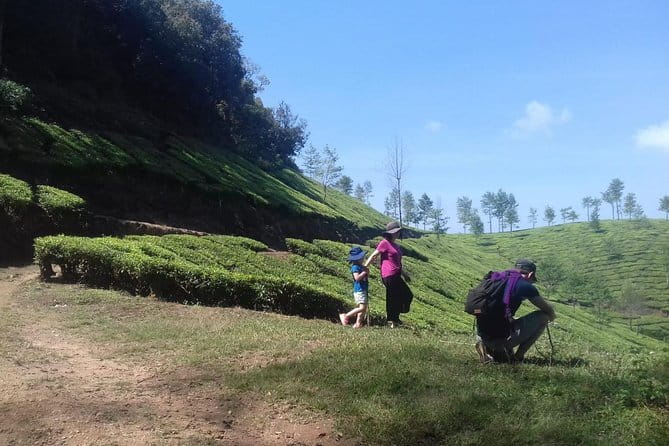 Tea planation walking In Munnar- (by Munnar Info) - Lakshmi Tea Estate Route: River, Temples, and Chokanad Tea Factory