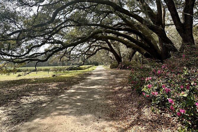 Tea Plantation and Winery Tour in Charleston - What This Charleston Tour Feels Like in Real Life