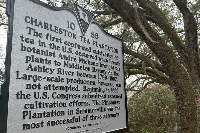 Tea Plantation and Winery Tour in Charleston - Stop 1: Angel Oak in 15 Minutes (Photo Time With Meaning)