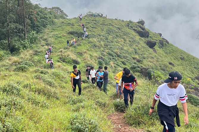 Tea Plantation, Grass Land and Mountain Hiking in Munnar - Key highlights to look for