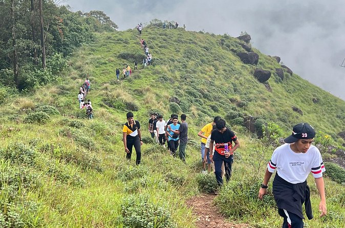 Tea Plantation, Grass Land and Mountain Hiking in Munnar - Grasslands near Lakshmi Hills: views, plants, and bison possibility