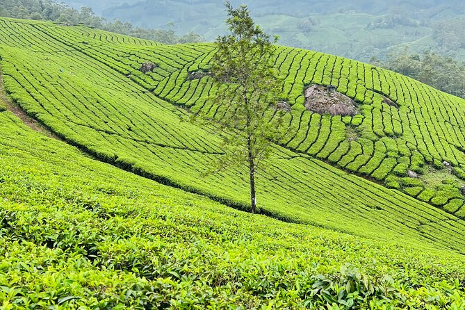 Tea Plantation, Grass Land and Mountain Hiking in Munnar - Near the top of Lakshmi Hills: relax, look out, then descend