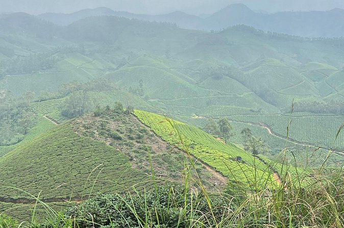 Tea Plantation, Grass Land and Mountain Hiking in Munnar - Price and value: $15.20 for a whole-hills worth of variety