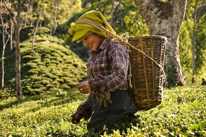 Tea Pluckers' Day - Key Highlights You’ll Care About