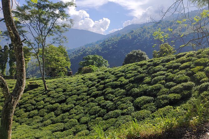 Tea Pluckers' Day - Who Should Book This Tea Pluckers’ Day Tour