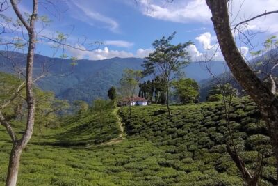 Tea Pluckers' Day - Which Tea Estates You Might Visit (and Why It’s Not Random)