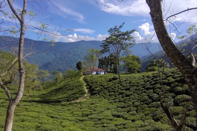 Tea Pluckers' Day - Which Tea Estates You Might Visit (and Why It’s Not Random)