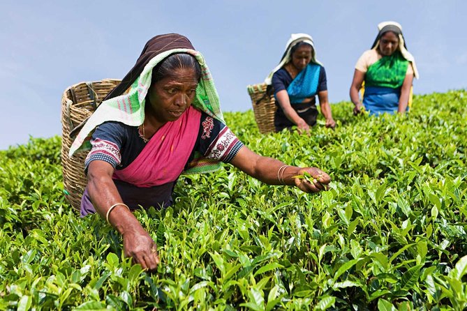 Tea Plucking and Tea Factory Visit from Nuwara Eliya. - Tea Plucking and a Factory Visit: Why It’s Popular in Nuwara Eliya