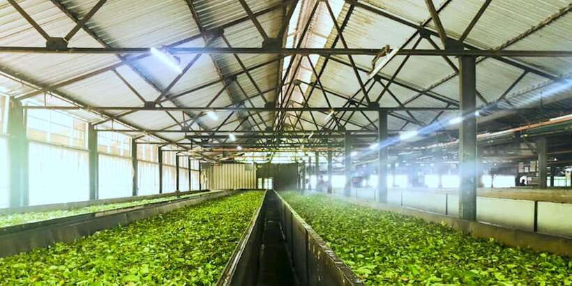 Tea Plucking and Tea Factory: Visit from Nuwara Eliya - FAQ