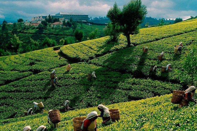 Tea Plucking and Tea Factory Visit from Nuwara Eliya. - Pedro Tea Factory: The Processing, Grading, and Export Story