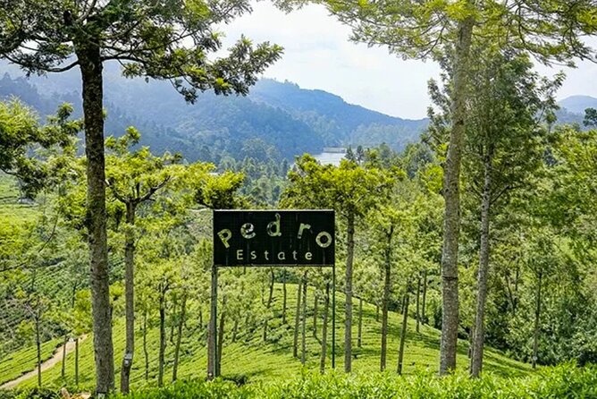 Tea Plucking and Tea Factory Visit from Nuwara Eliya. - Who This Tour Suits Best