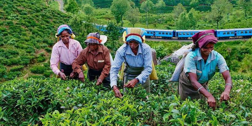 Tea Plucking and Tea Factory: Visit from Nuwara Eliya - Price and Value: Does $53 Make Sense?