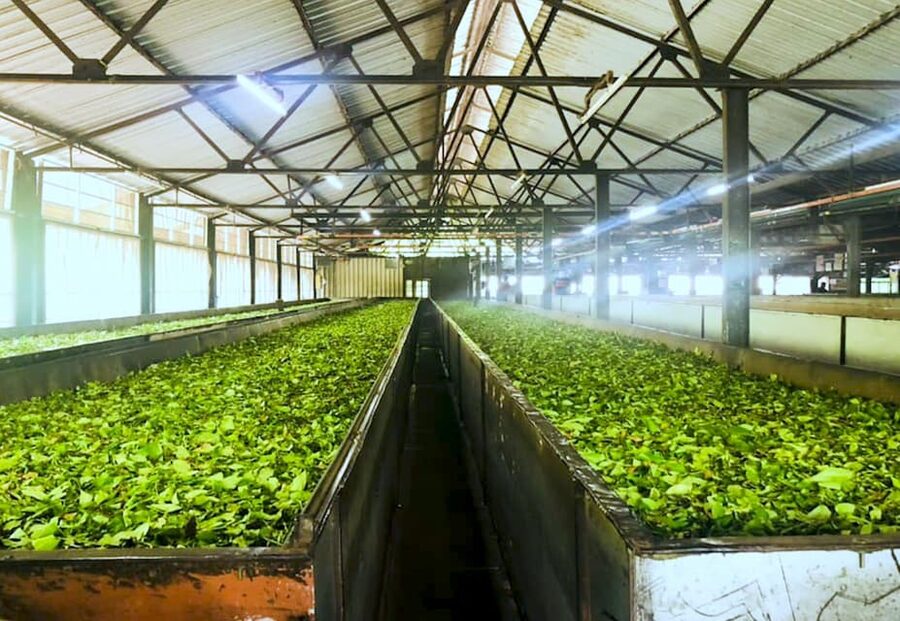 Tea Plucking and Tea Factory: Visit from Nuwara Eliya - Who This Tour Fits Best (and Who Might Want Something Else)