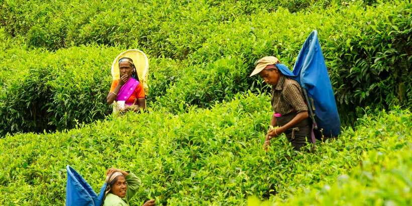 Tea Plucking and Tea Factory: Visit from Nuwara Eliya - Should You Book This Tea Plucking and Factory Visit?