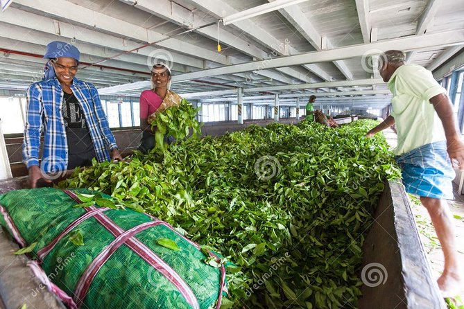 Tea Plucking and Tea Factory: Visit from Nuwara Eliya - Tea Estate Walk: Learning Tea Plucking the Right Way