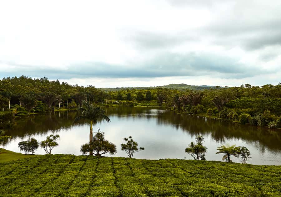 Tea Route: Lake, Forest, Tea Plantation & 3 Course Lunch - Key highlights worth centering your day