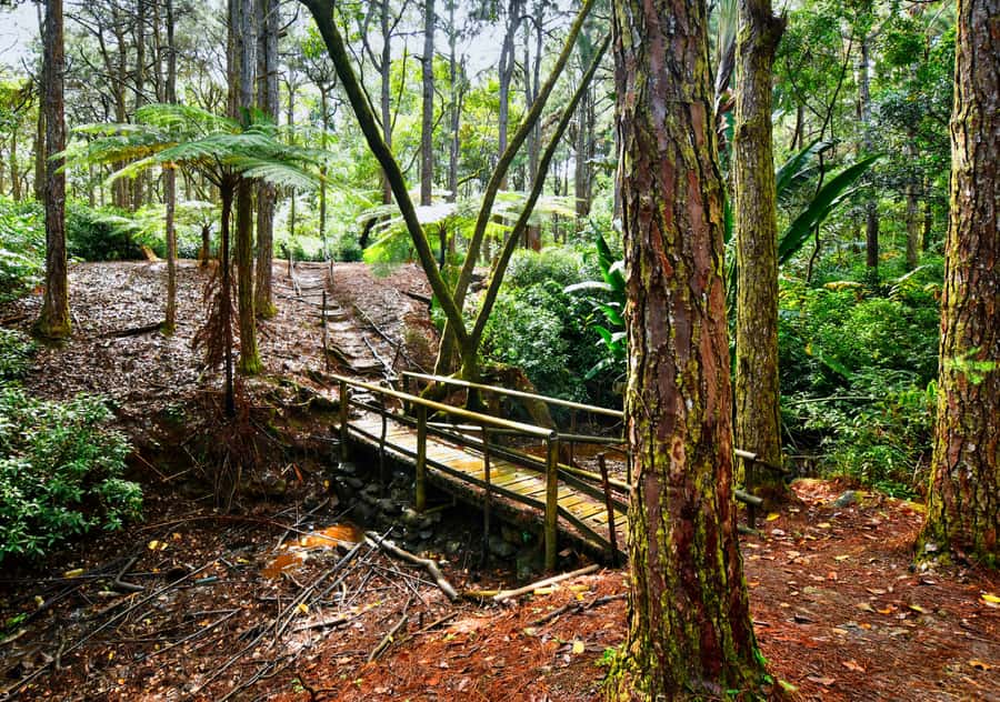 Tea Route: Lake, Forest, Tea Plantation & 3 Course Lunch - Phoenix area timing: Scenic driving plus a shooting-range slot