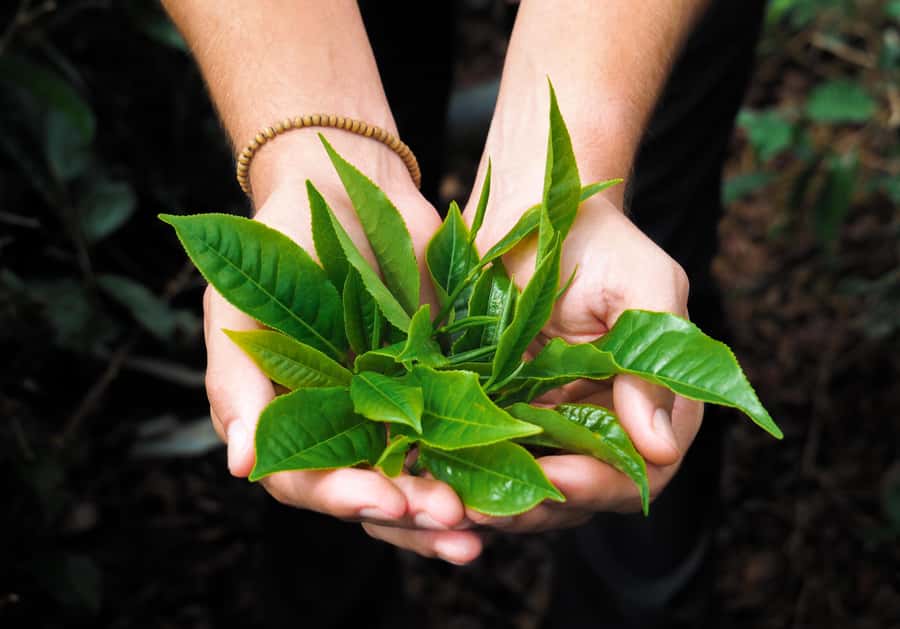 Tea, Rum & Vanilla Route - Private group logistics: pick-up options and why they matter