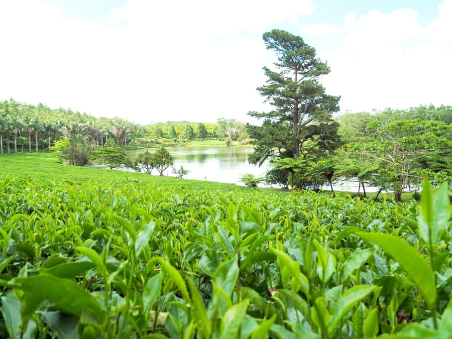 Tea, Rum & Vanilla Route - Bois Chéri tea factory: from picking to bagging, plus museum time