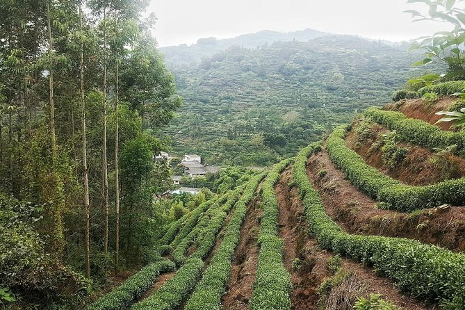 Tea Village in lost Town and Buddha 1 day tour - First stop: Leshan Giant Buddha from the river and on land