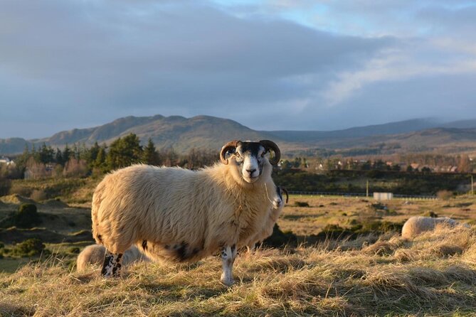 Tea with Naughty Sheep - Key things I’d prioritize before you go