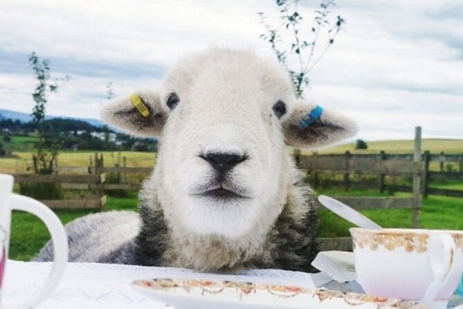 Tea with Naughty Sheep - Why this tea-with-sheep outing feels so different