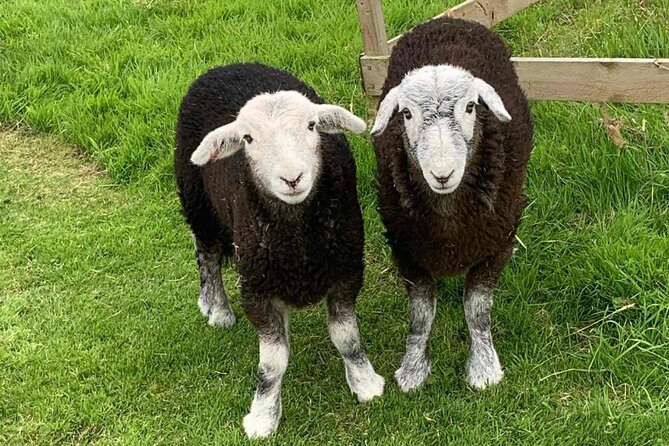 Tea with Naughty Sheep - The Herdwick sheep part: feeding, stroking, and handling the chaos