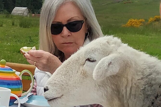 Tea with Naughty Sheep - Logistics that save you stress: getting there from Stirling